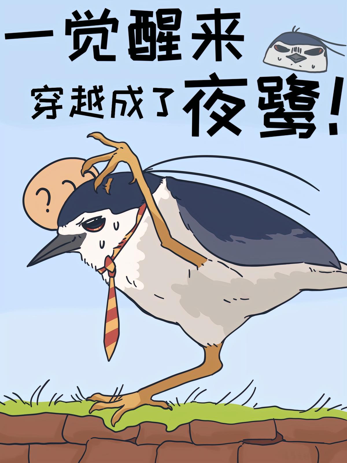 一覺醒來，穿越成了夜鷺